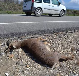 La fauna ha provocado 12.000 accidentes en Zamora desde 2010