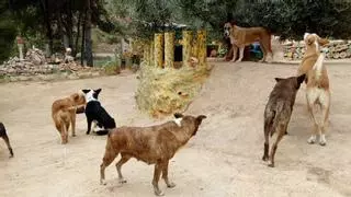 El dueño de la jauría de perros asesinos de la Vall d'Uixó irá a prisión