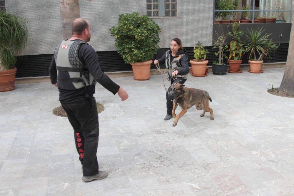 Exhibición canina en la Asamblea regional