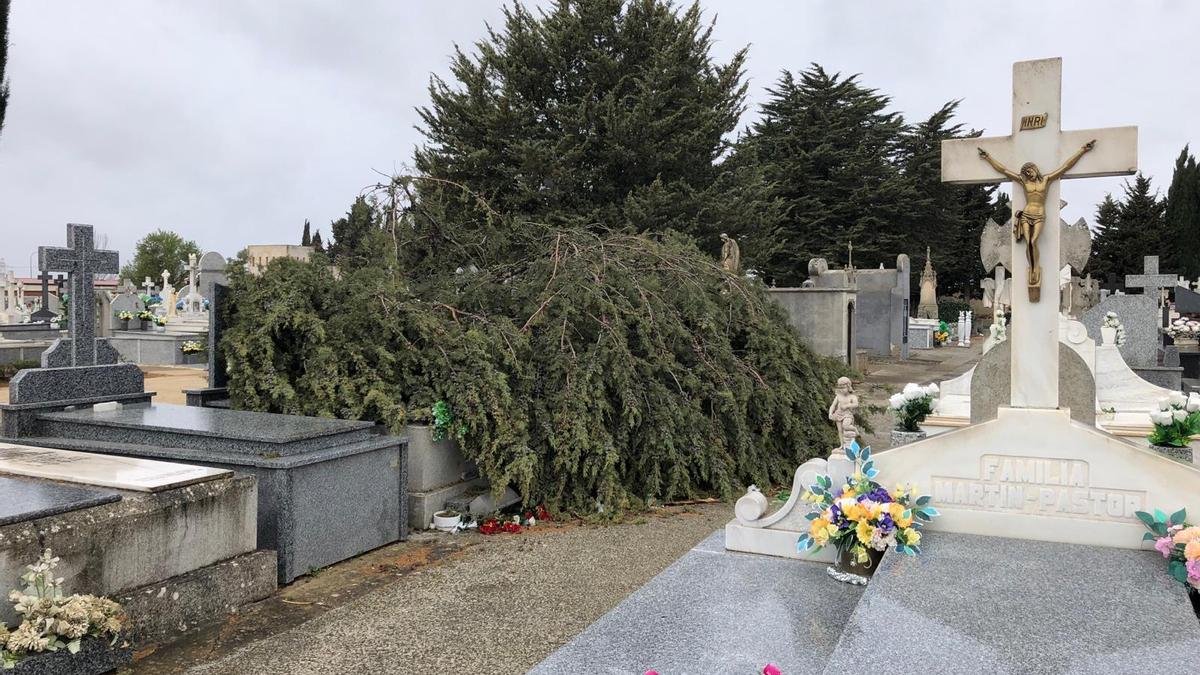 Caída de ramas en el cementerio municipal de Benavente por el viento.