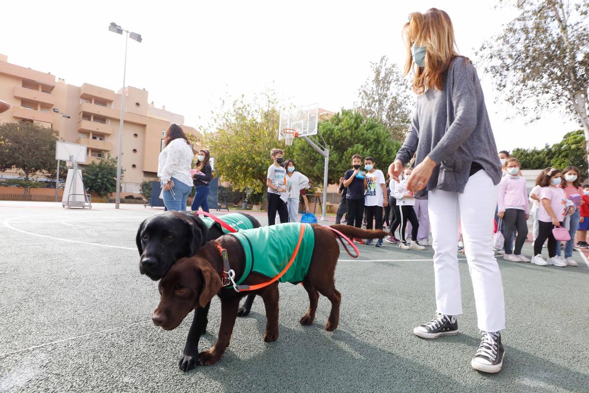 Nica, una nueva terapeuta de cuatro patas para los colegios de Ibiza y Formentera