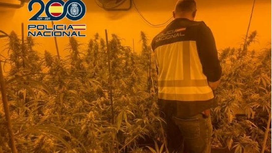 Un agent inspecciona la plantació de marihuana