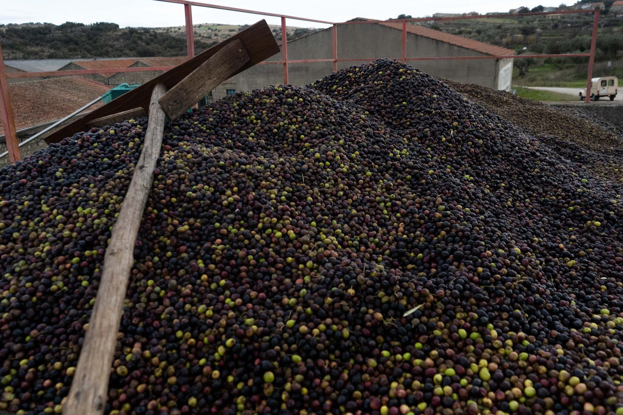 GALERÍA | Recogida de la aceituna en Fermoselle