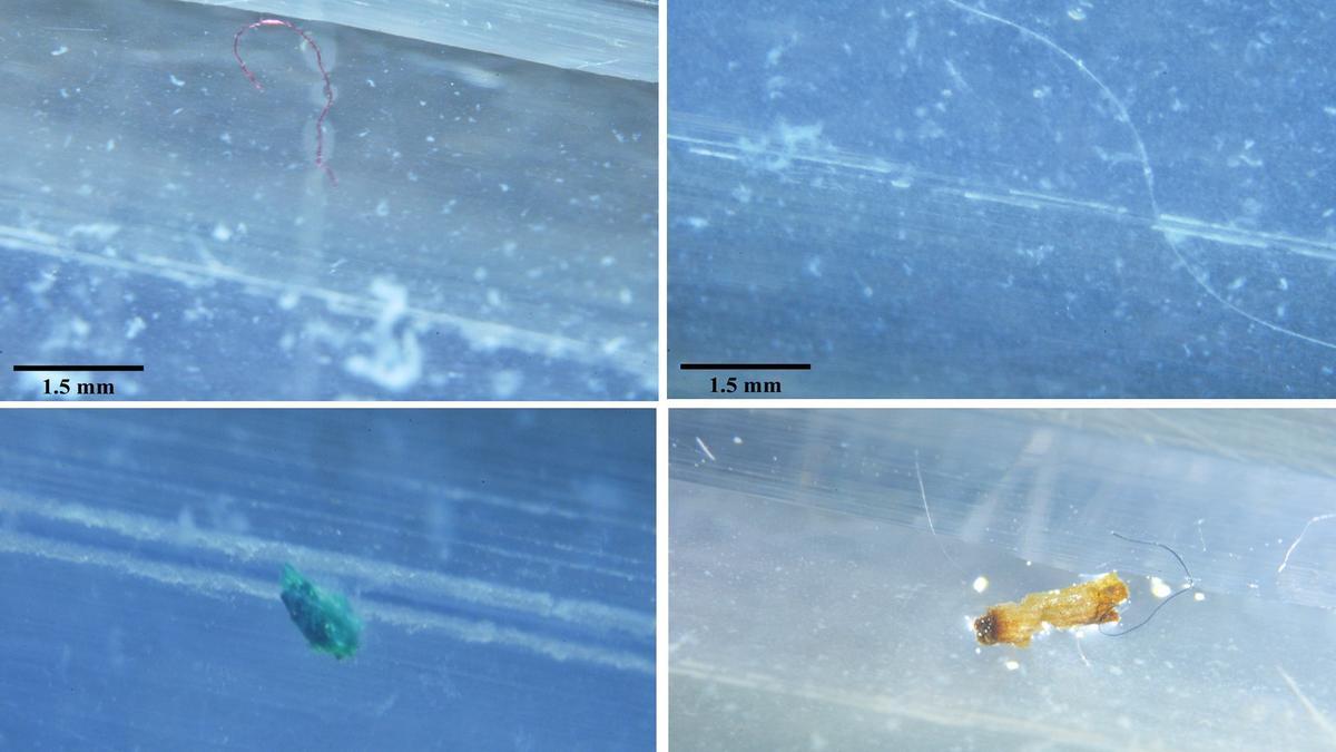 Algunos de los microplásticos localizados por los universitarios a vista de microscopio