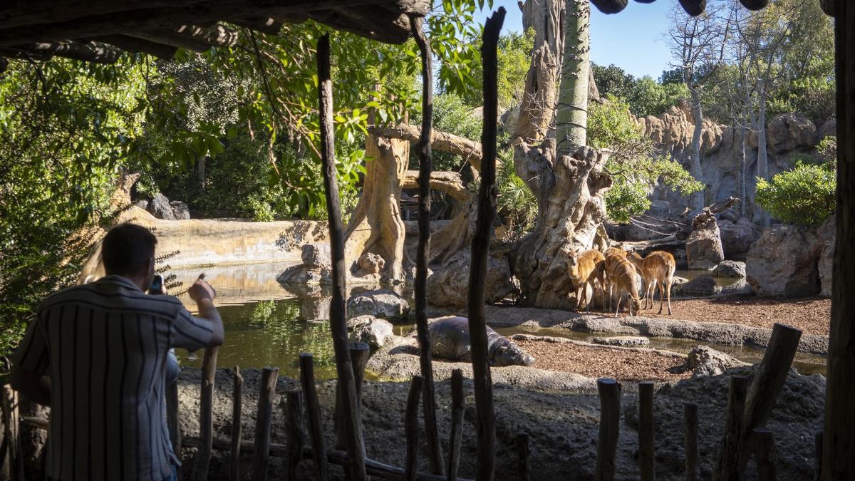 Los ríos y lagos sustituyen las barreras visuales en Bioparc Valencia.