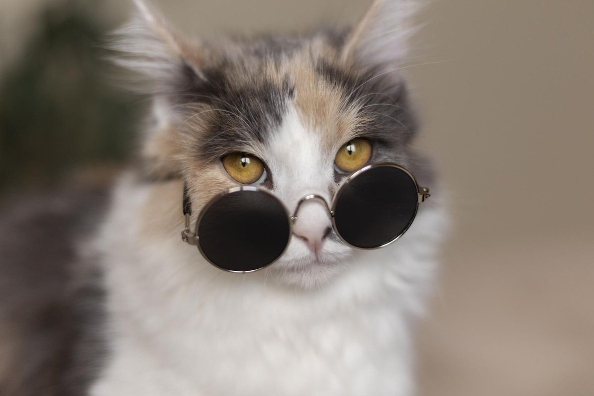 Curiosidades de los gatos: 40 secretos de los felinos que no conocías