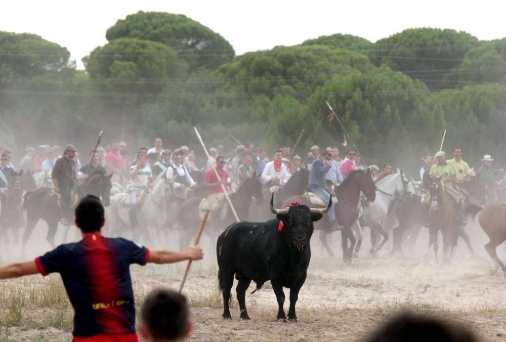 Imágenes del polémico Toro de la Vega