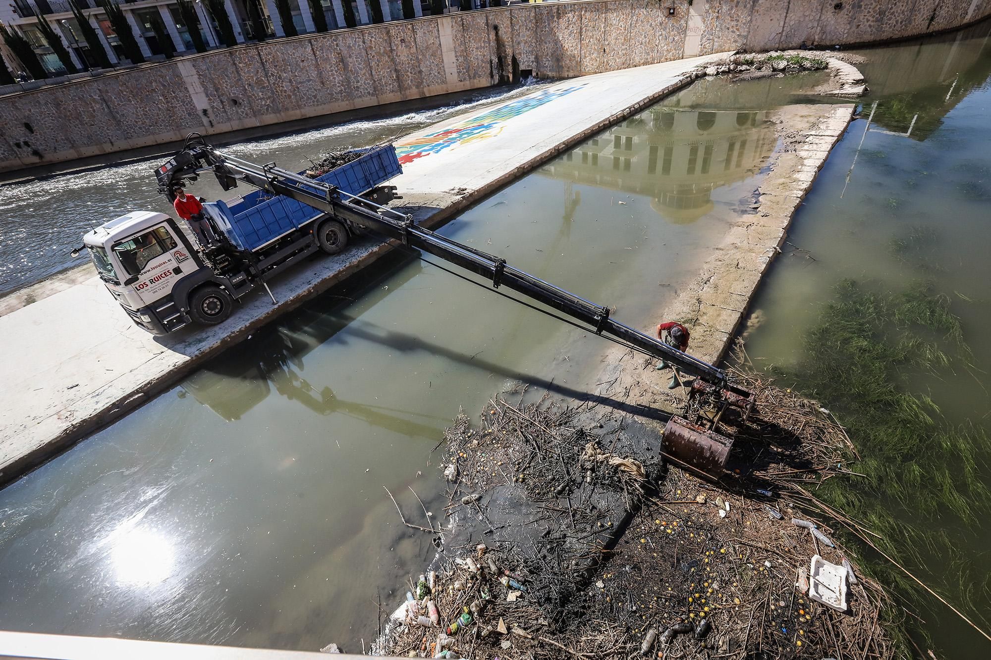 Recogida de bardomeras del río