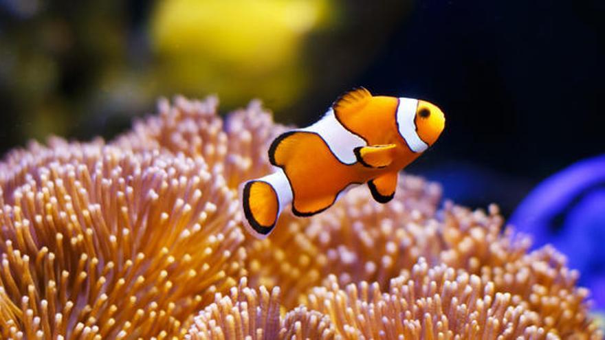El pez payaso inspiró la película &#039;Buscando a Nemo&#039;.