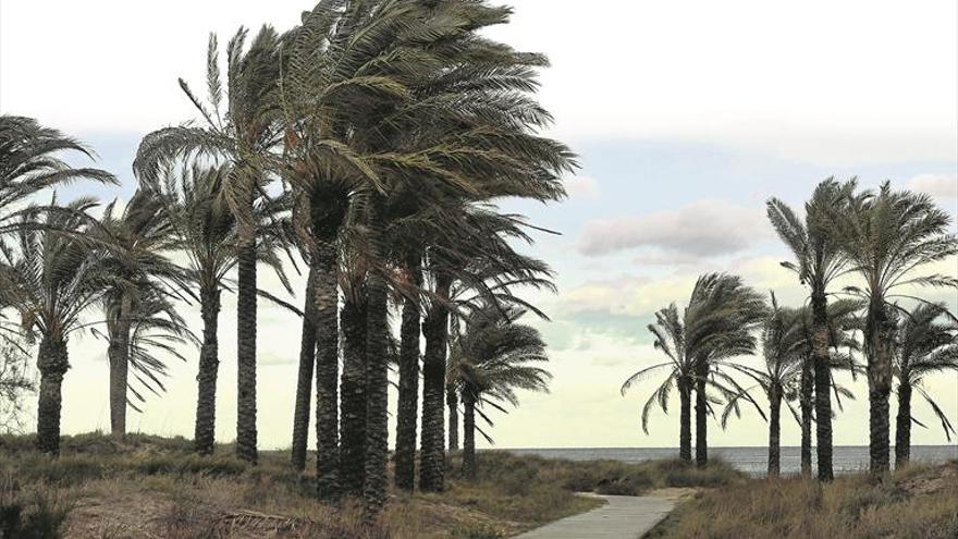 Castelló aumenta la seguridad ante el mal tiempo con el plan de poda