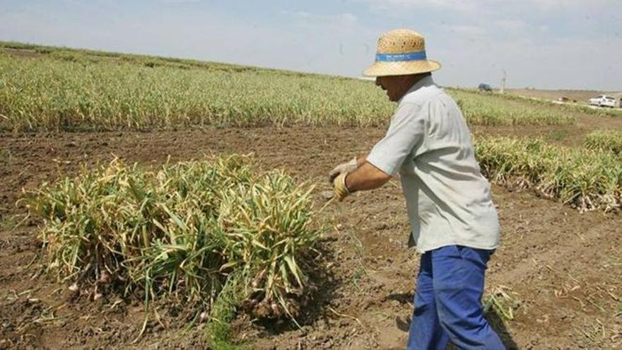 Se aprueba una subida salarial del 8% para los trabajadores del campo en Córdoba