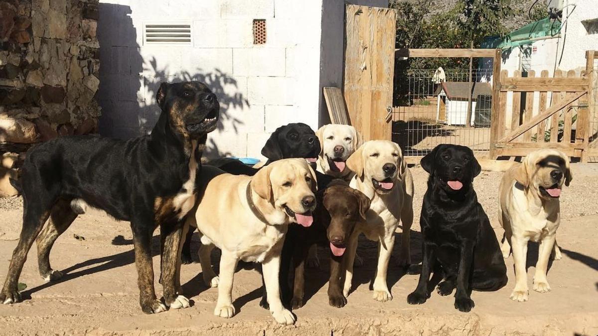 Los perros ayudarán a las personas en Castelló