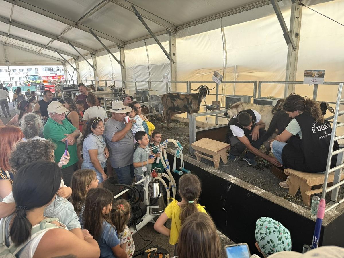 La Muestra de Uga enseñó el empuje del sector primario insular en Lanzarote.