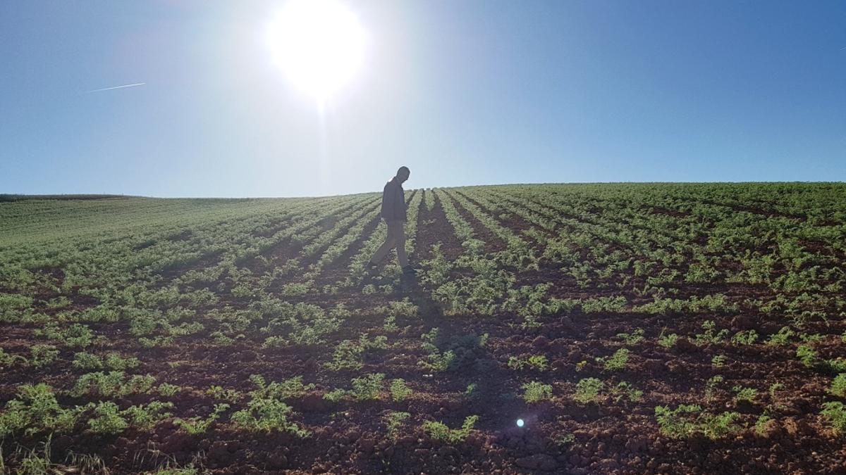 Una agricultor camina por un campo cultivado con garbanzos.