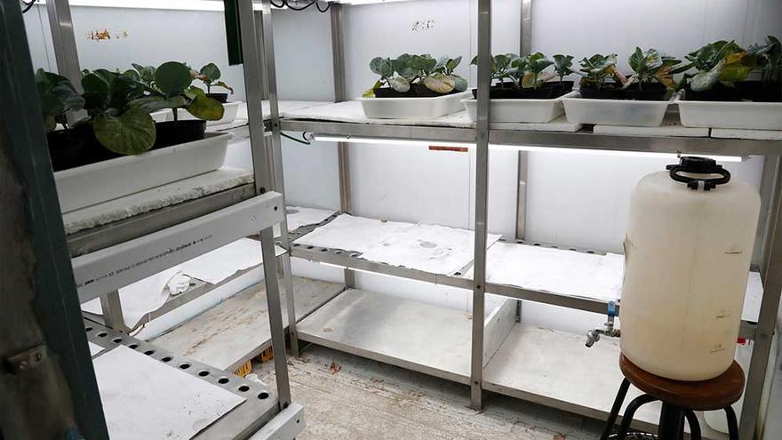 El laboratorio de biotecnología vegetal de la UVigo