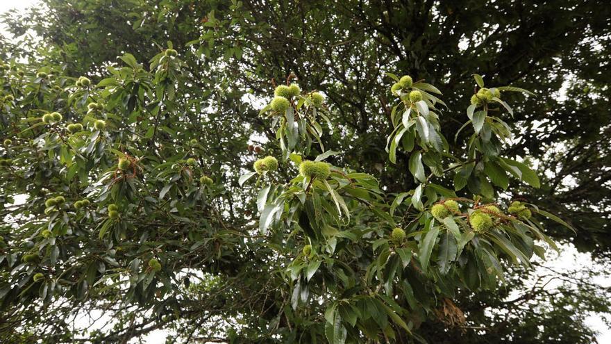 La cosecha de castaña, en peligro si la lluvia deja paso a la subida de temperaturas y plagas