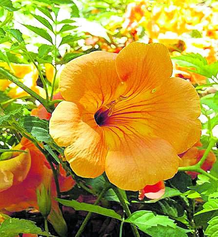 JULIO. En la rotonda de la Vuelta al Mundo en 80 Árboles localizamos la trompeta china trepadora (Campsis grandiflora). Sus grandes y campanudas flores naranjas son lo más llamativo de esta planta que con un soporte adecuado puede trepar lo suyo. Tiene los estambres doblados y ‘doblado’ en griego es ‘kampe’, y de ahí su nombre científico.