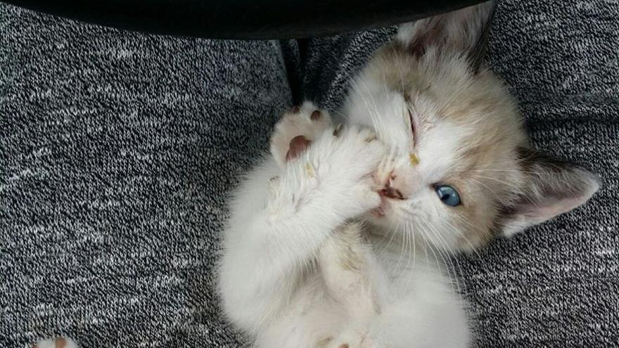 Oliver, uno de los gatitos que se encuentra en adopción.