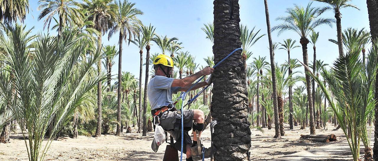 Un palmerero municipal subiendo a una datilera en el huerto del Clero, hace unas semanas. | MATÍAS SEGARRA