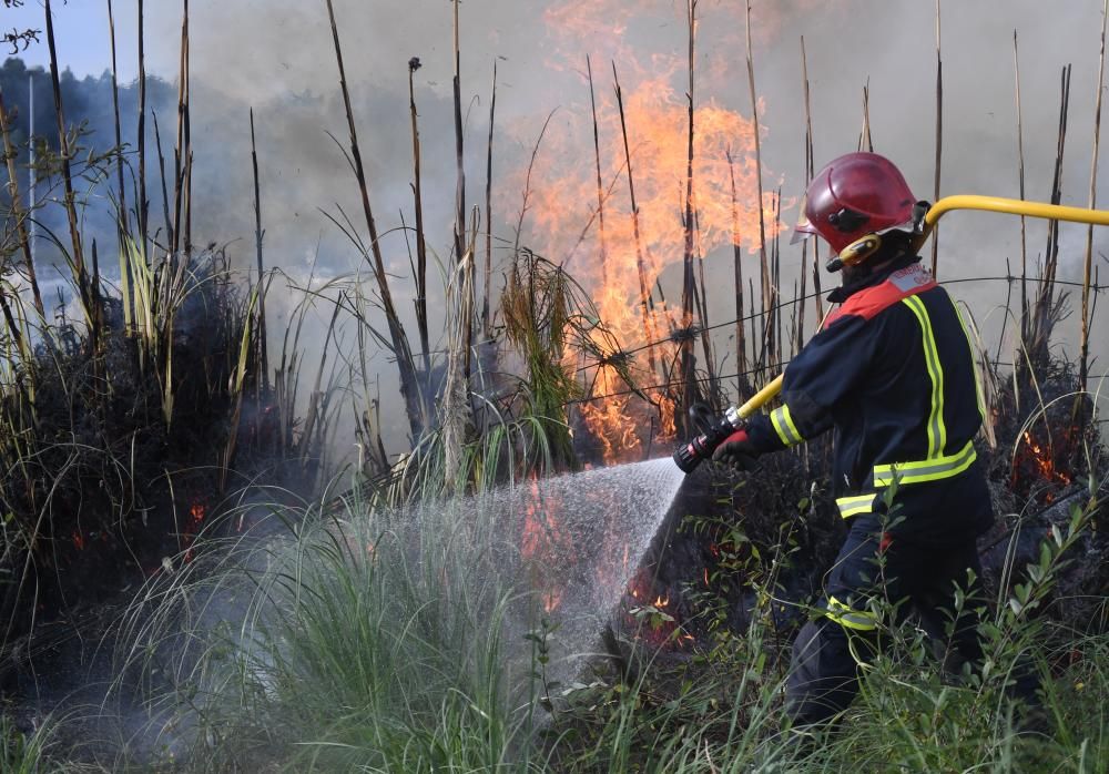 El Concello prueba cómo eliminar con fuego esta especie invasora.