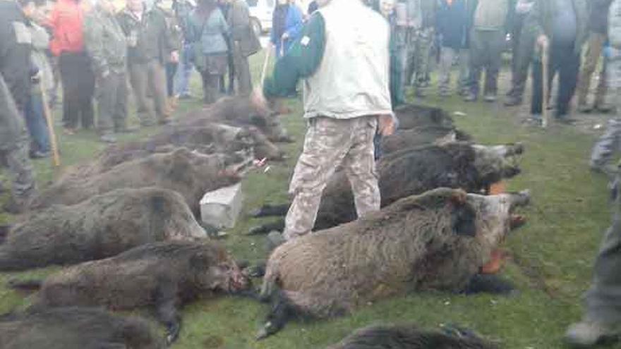 Imagen de la loba abatida durante la jornada.