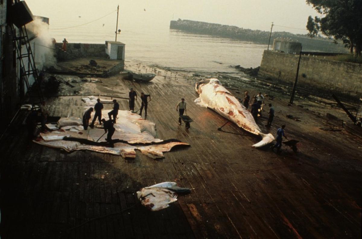 Plataforma para el despiece de las ballenas en la Factoría Massó de Cangas. Año 1978