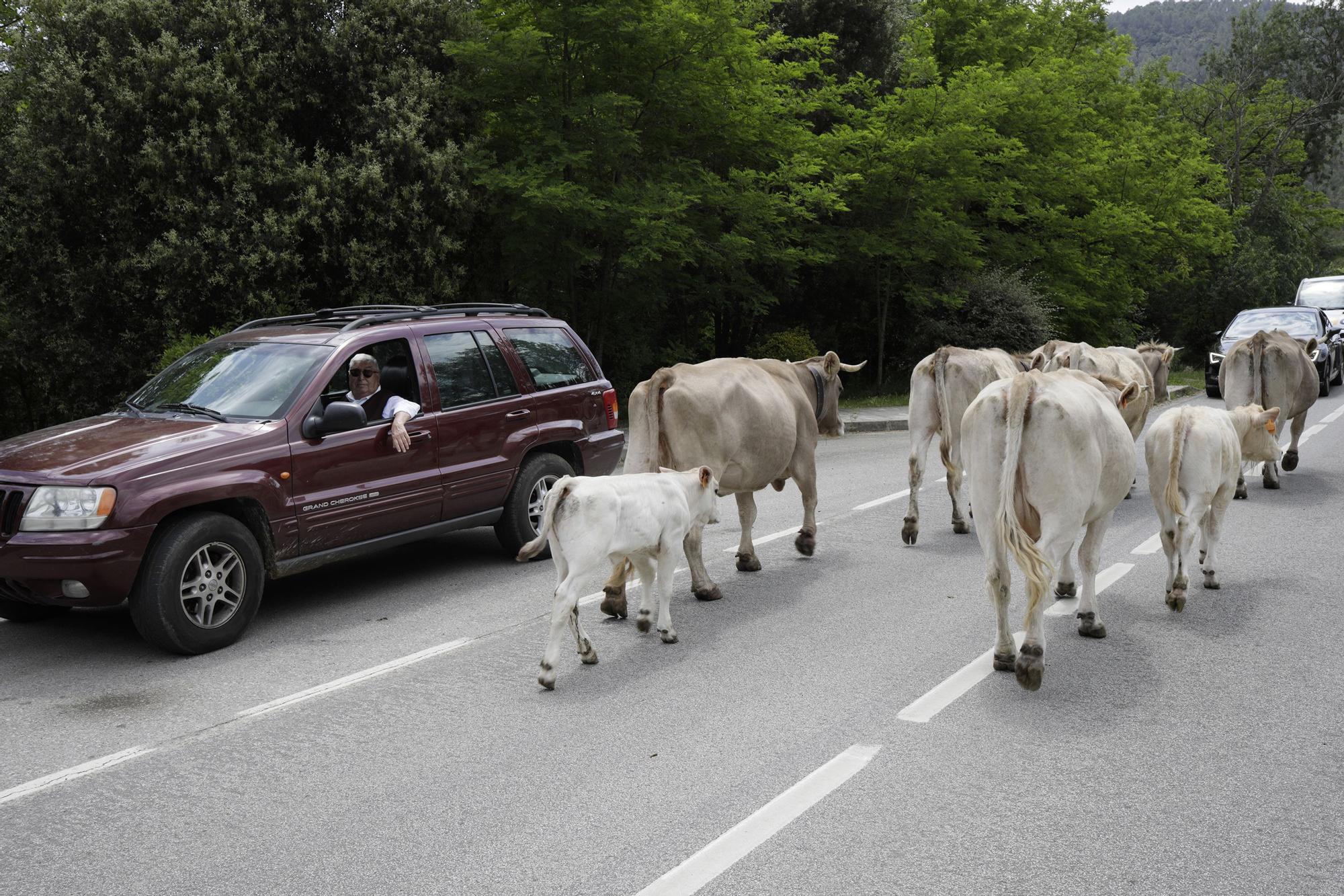 L’únic ramat transhumant de l’Empordà ja és a Llanars