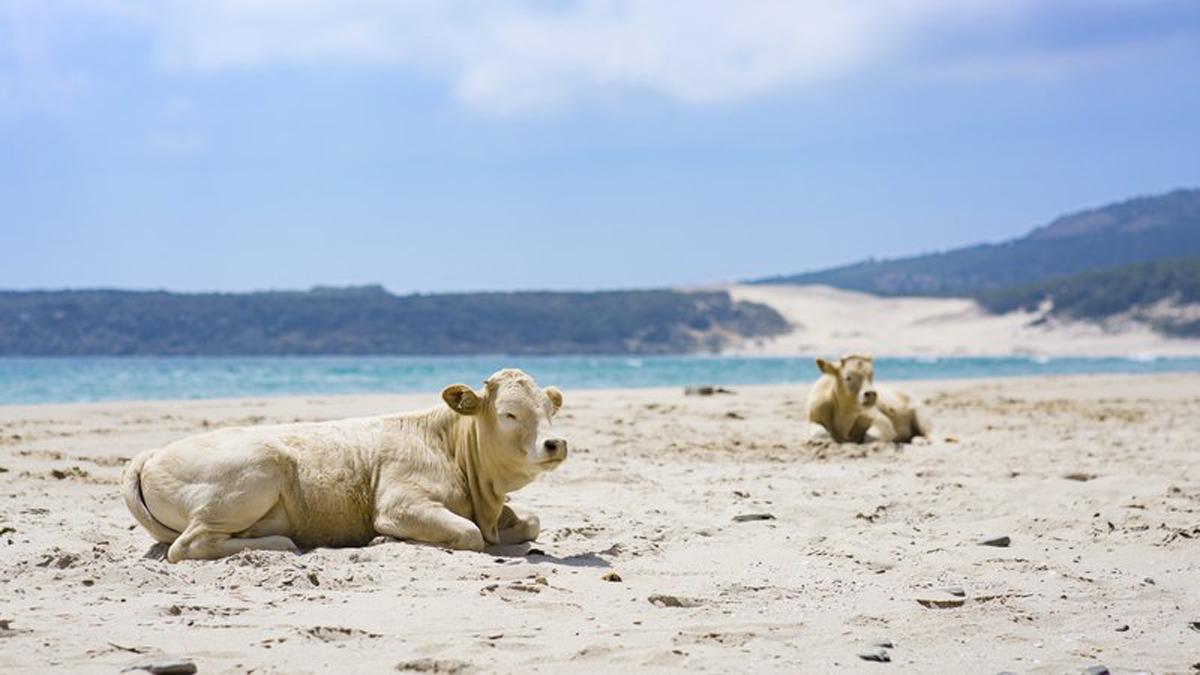 Playa de Bolonia, en Cádiz.