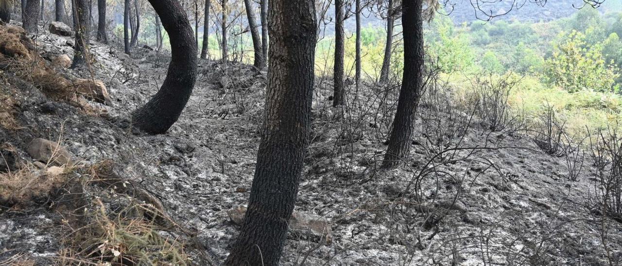 Restos calcinados del incendio en el monte de A Fracha. | R.V.