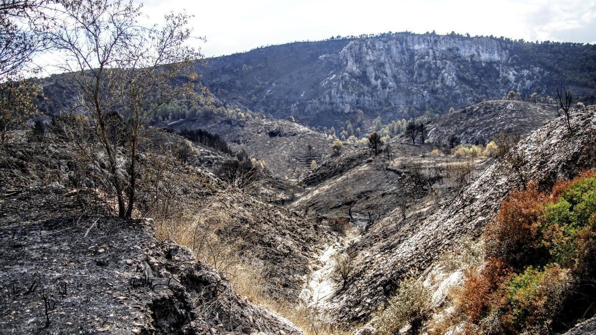 Terreno forestal arrasado por el incendio en la Vall d&#039;Ebo.