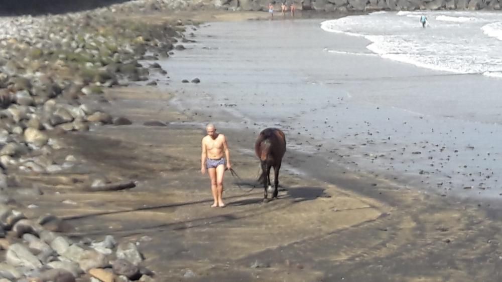 Un caballo pasta en Las Canteras