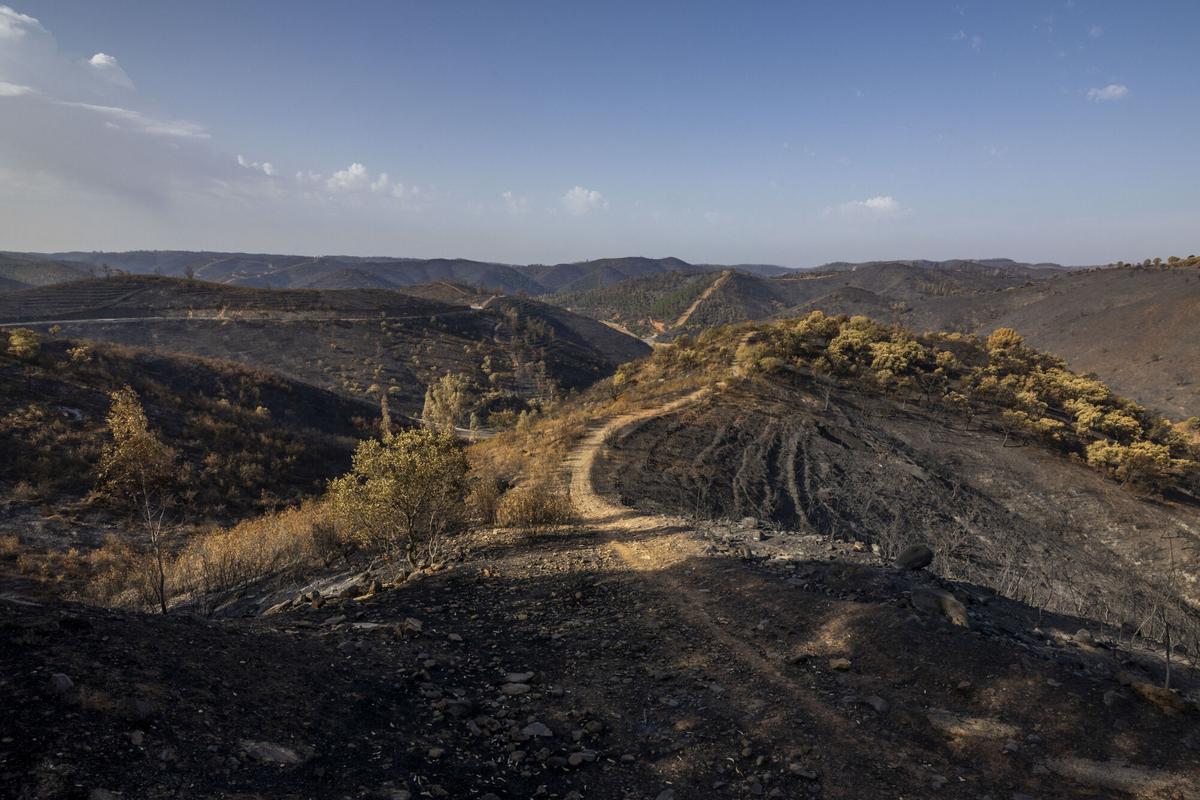 BERROCAL (HUELVA), 17/08/2026.- Vista de la tierra quemada de la localidad de Berrocal, Huelva, tras los incendios de Niebla, estabilizado ayer domingo y que ha calcinado aproximadamente un 80 % del paraje natural la Pata del Caballo, de más de 7.000 hectáreas. EFE/Alberto Díaz