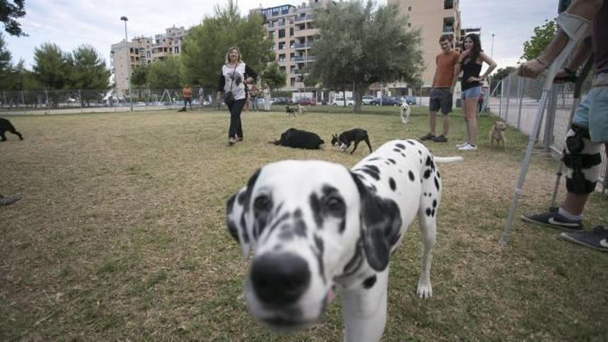 La policía de Segorbe crea una unidad para garantizar los derechos de los animales