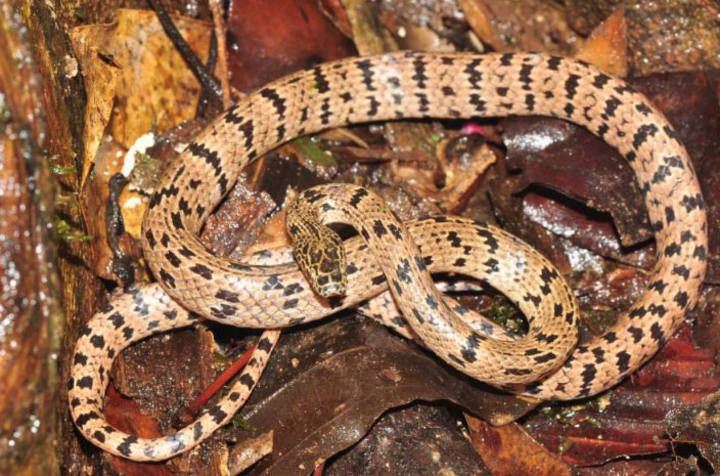 Los tesoros naturales ocultos del Gran Mekong