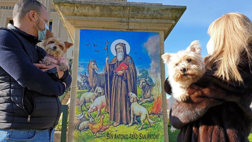 Una bendición canina por San Antón