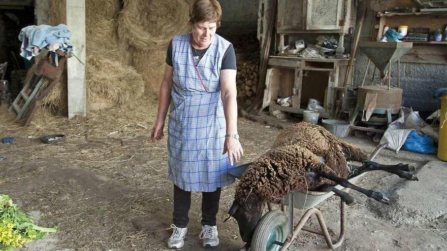 Teresa Amboage, ayer, con la oveja de su rebaño que resultó herida por el ataque del lobo en la tarde del martes. // Bernabé / Juan Carlos Asorey