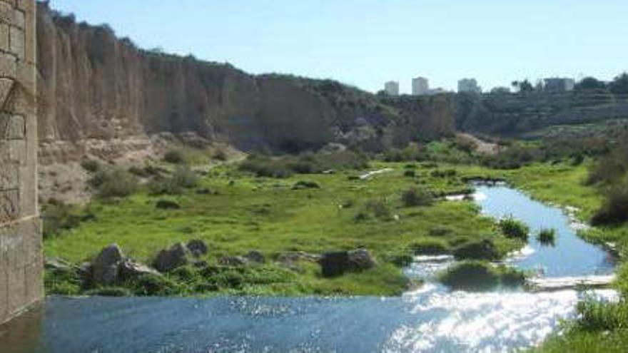 El río Seco a su paso por El Campello se ha convertido en un vergel con el agua de la depuradora.