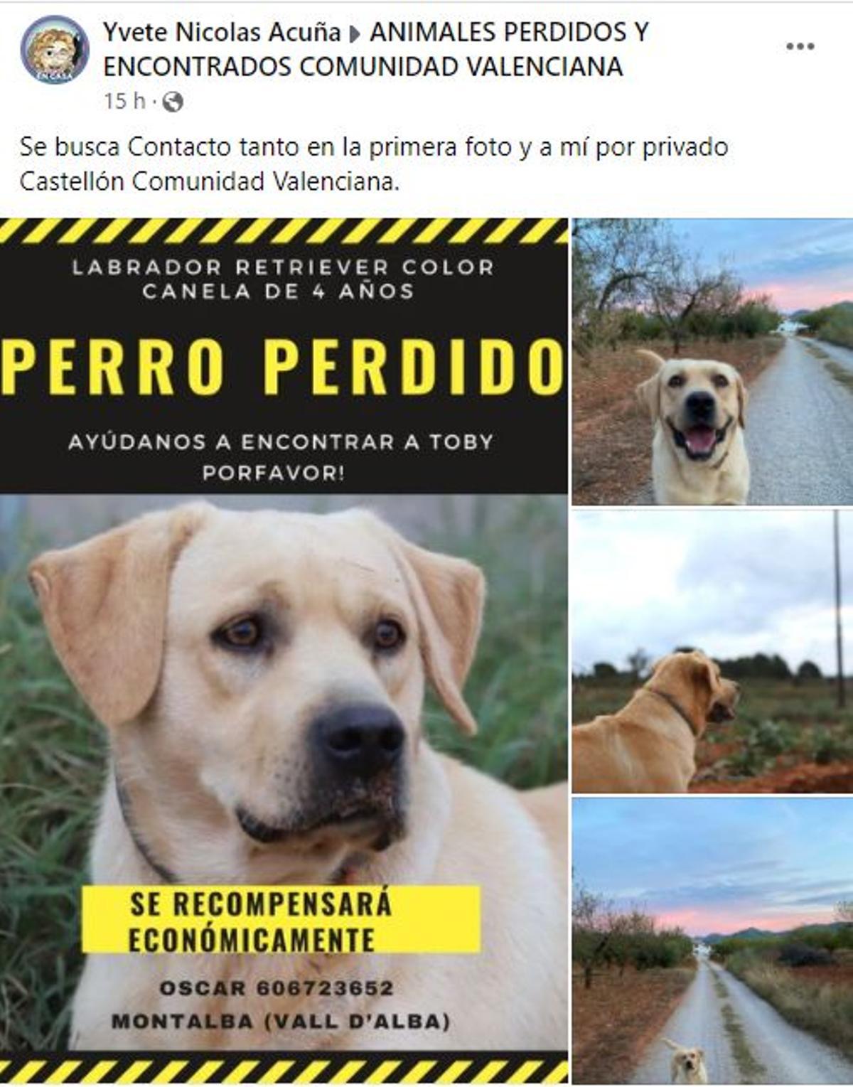 Post de Facebook en el que se denuncia la desaparición de 'Toby'.