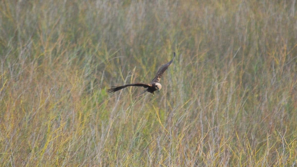 Hembra de aguilucho lagunero en el Millars.