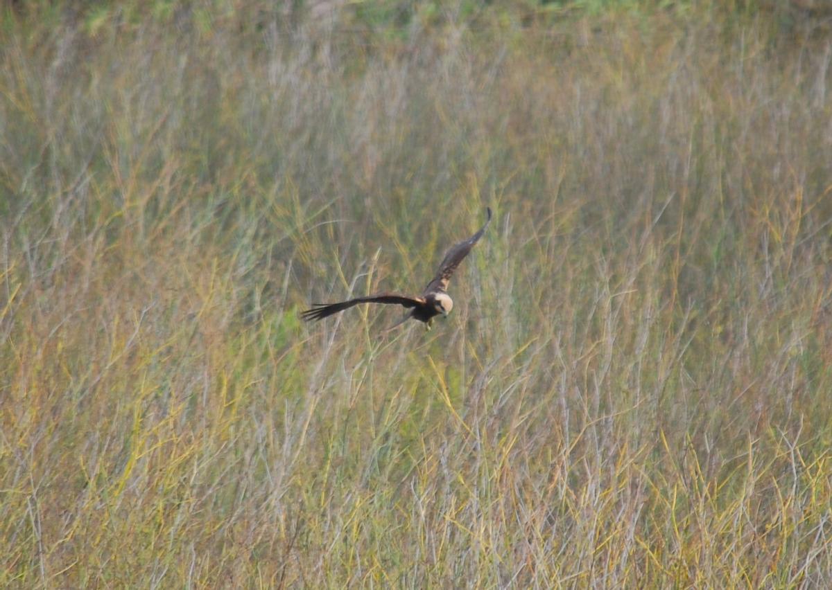 Hembra de aguilucho lagunero en el Millars.