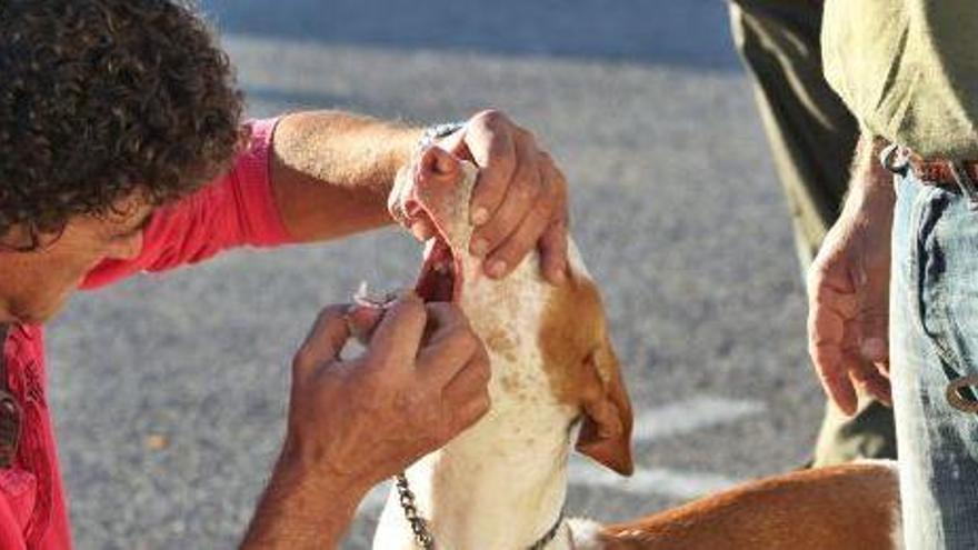 Reconocimiento de los perros en un campeonato anterior celebrado en Jesús.