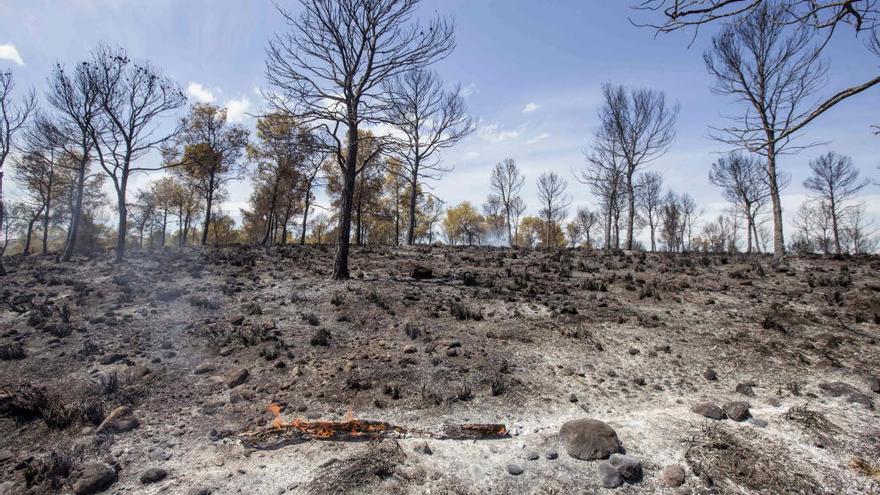 Los incendios de este verano afectaron al municipio de Calasparra