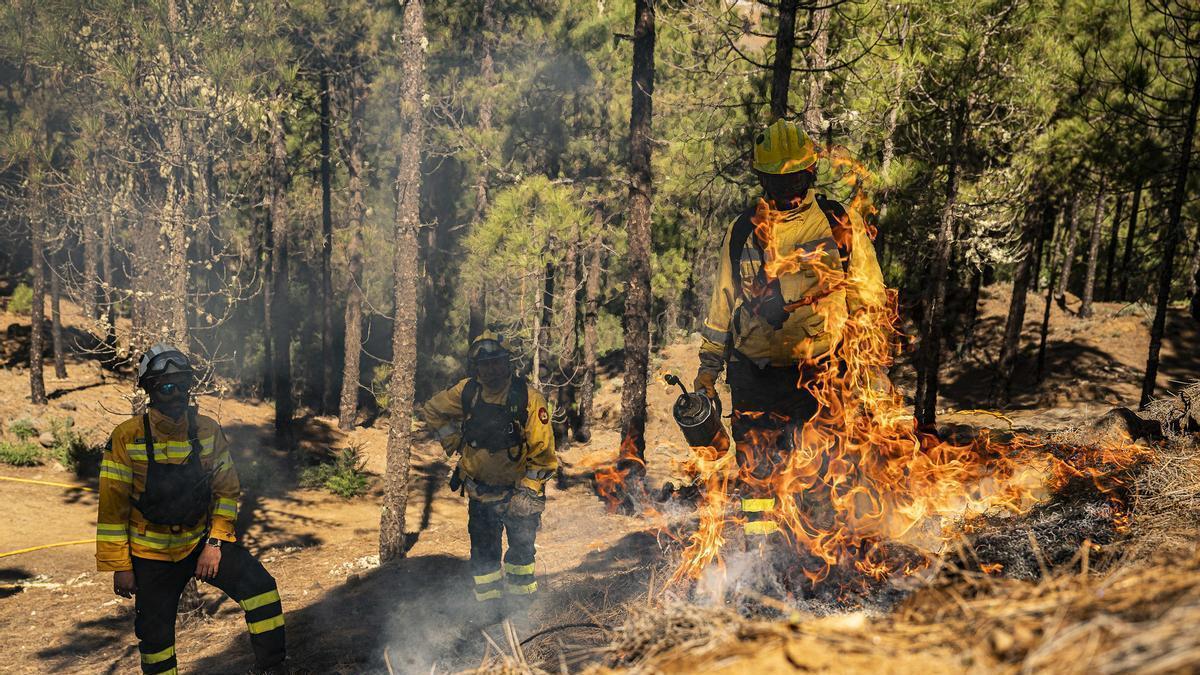 Agentes de Medio Ambiente del Cabildo realizan una quema prescrita en un pinar de la cumbre.