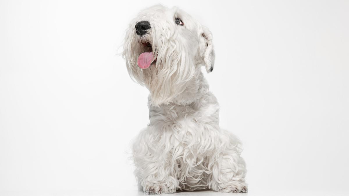 West Highlands white terrier.