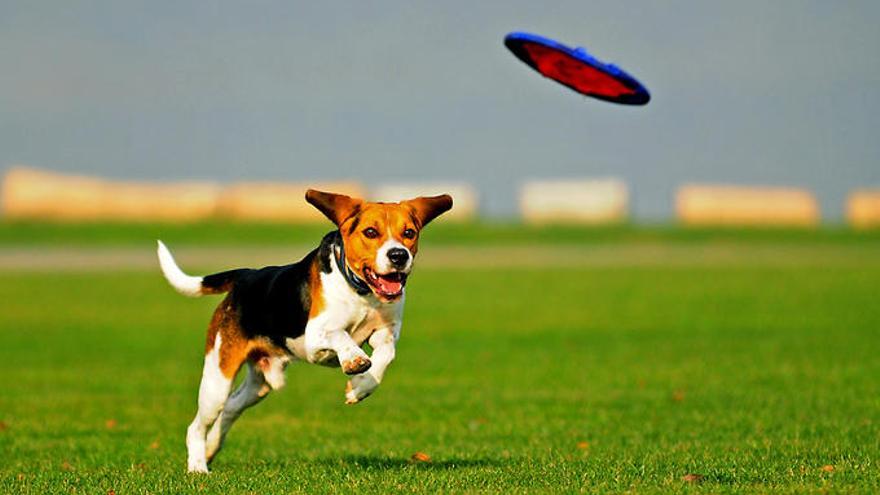 Castellgalí acull una prova internacional de disc volador amb gossos