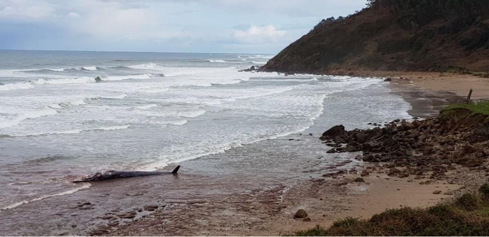 Ejemplar juvenil de rorcual muerto en Arenal de Morís (Caravia)