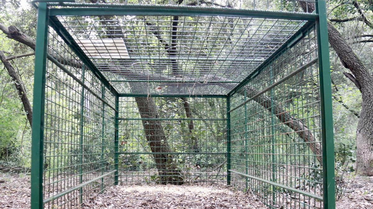 Una trampa per agafar senglars a Palau-Solità i Plegamans, finançada per l'Ajuntament.