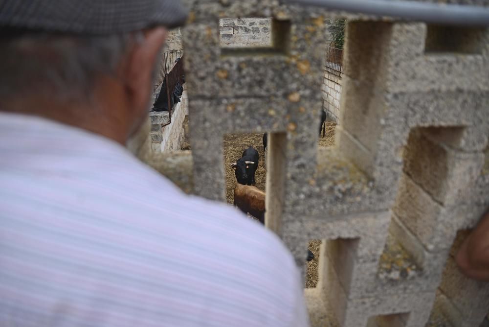 Das sind die Stiere für den Stierkampf in Muro