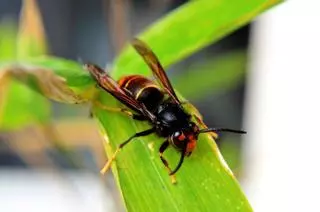 ¿Qué hacer ante una picadura de avispa? ¿Y si soy alérgico? Consejos para evitarla