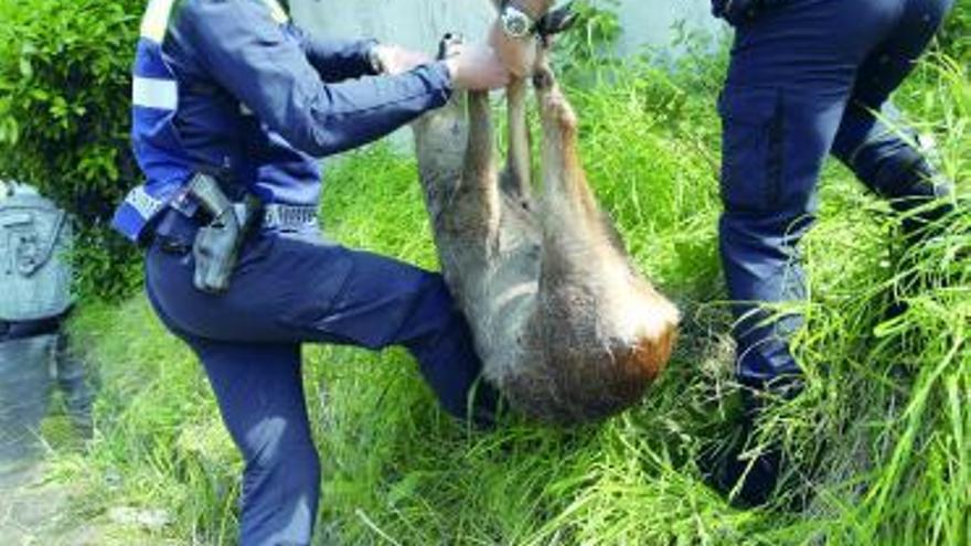 Atropellan a un corzo en medio de la ciudad